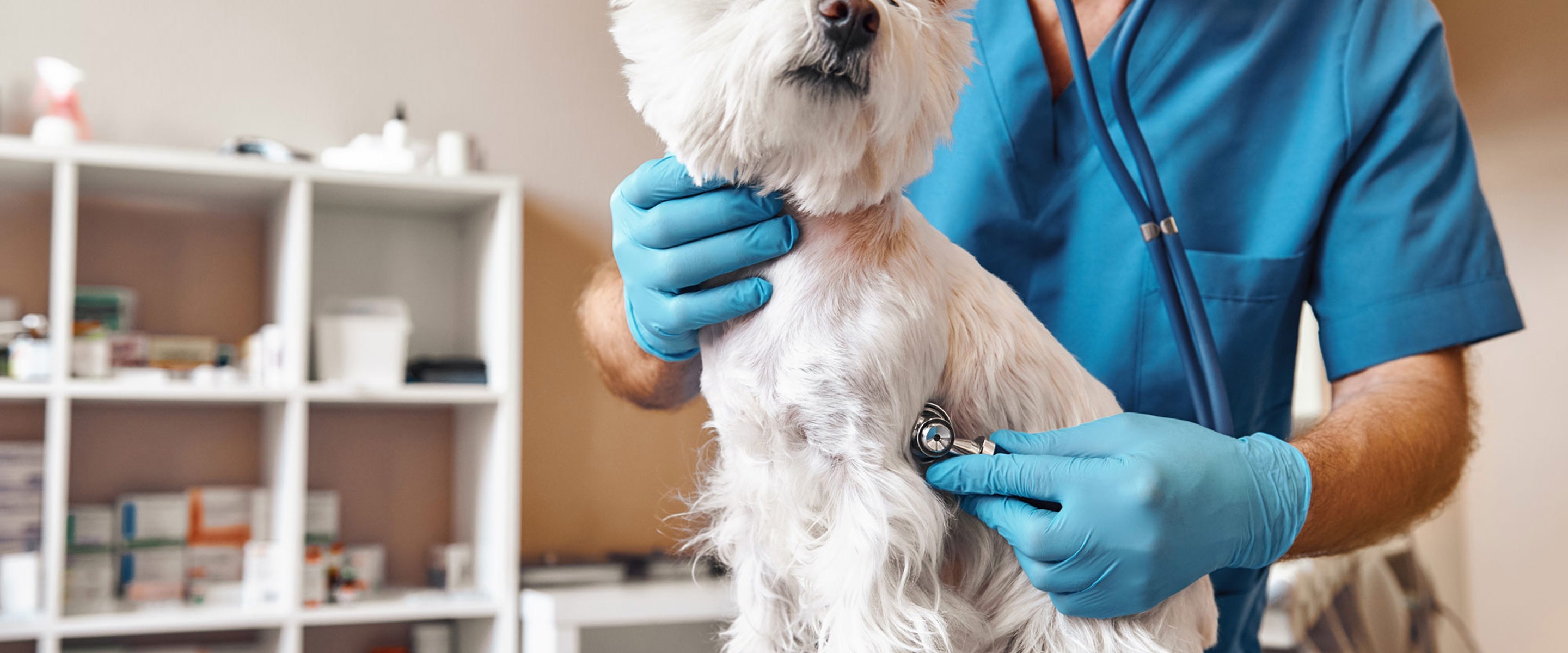 A little dog having a check up with a vet