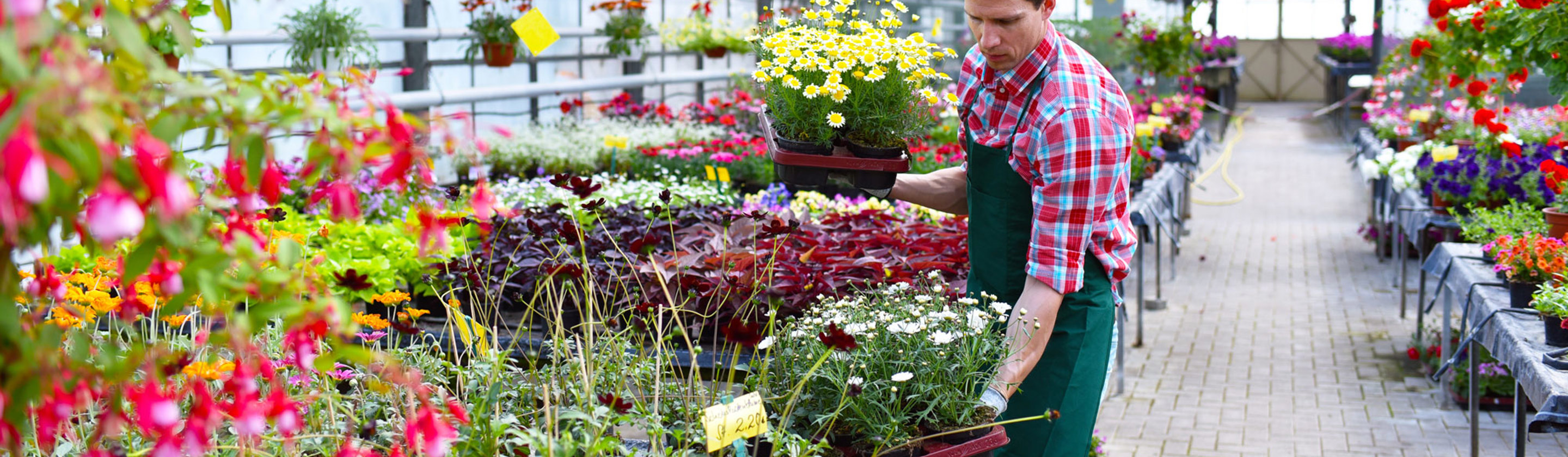 A person placing a tray of flowers down inside of a greenhouse full of other plants and flowers
