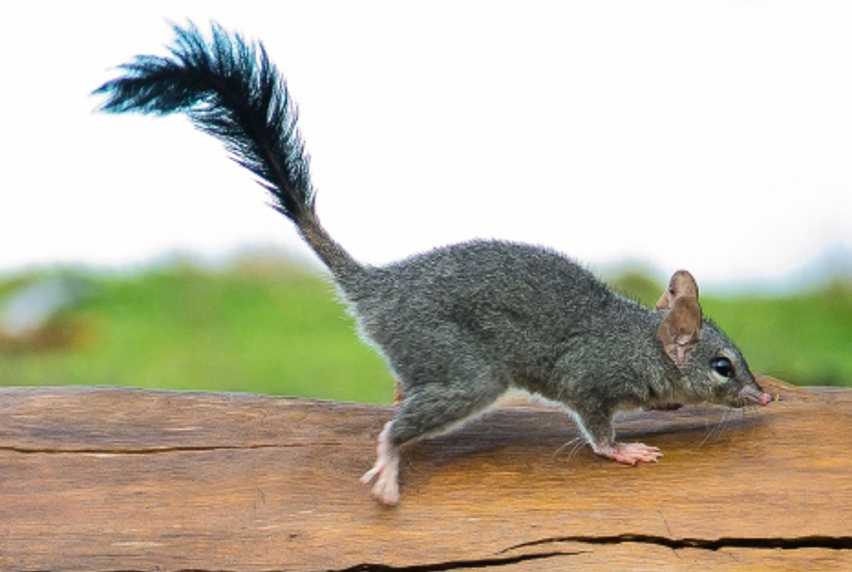 Picture of rare brush tailed animal