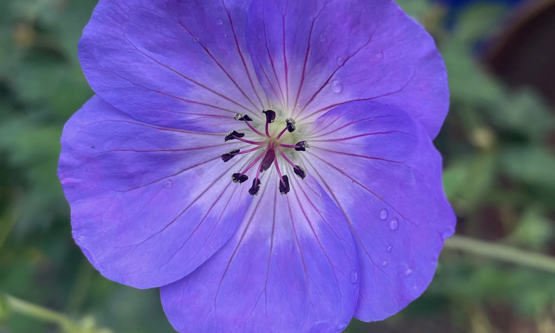 Geranium Wallichianum purple flower