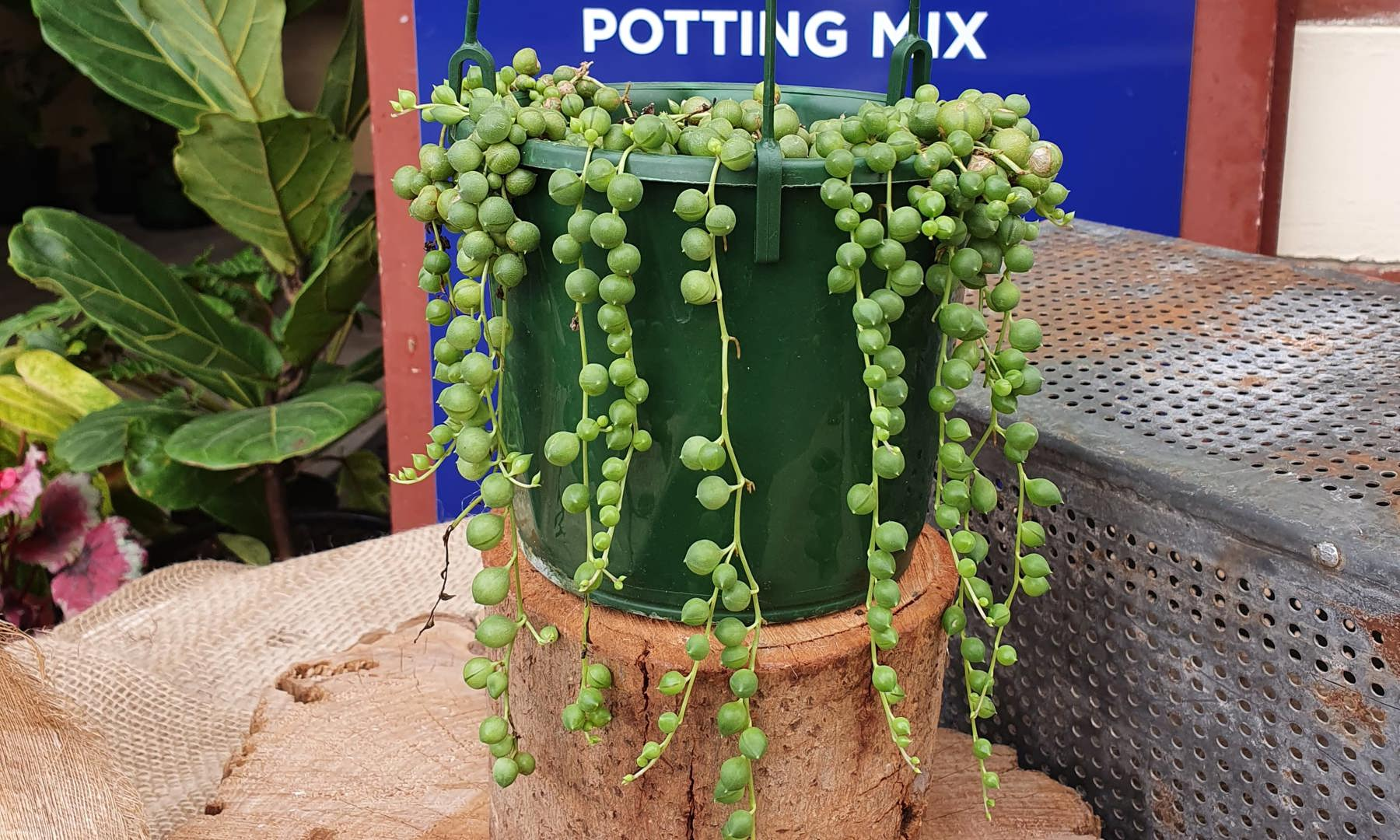 String Of Pearls plant in pot