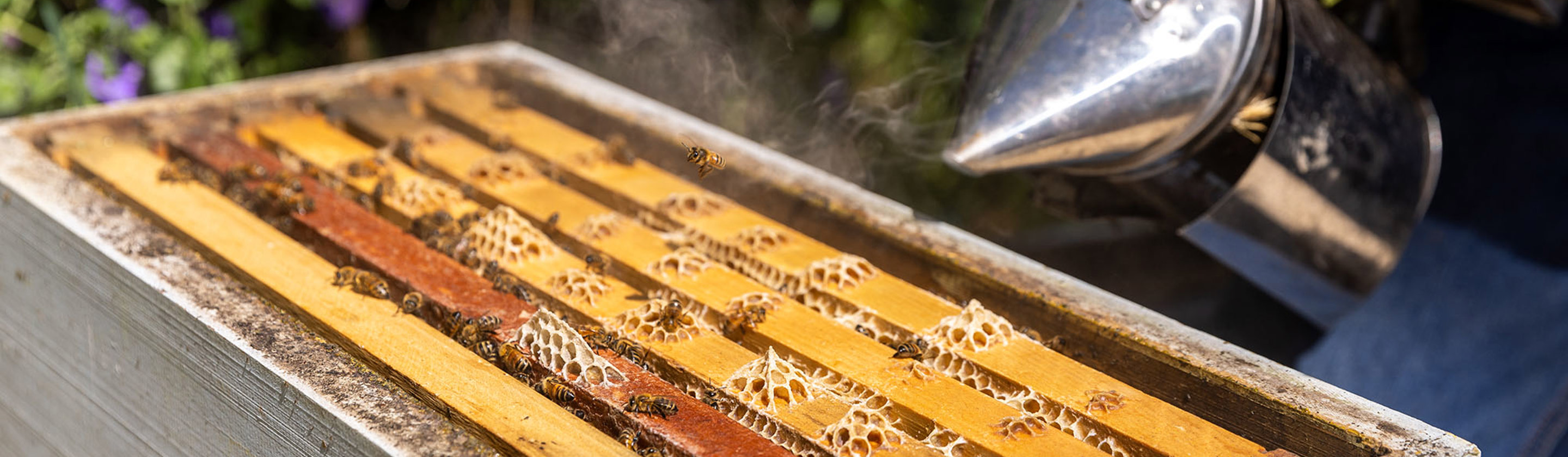 A photograph of a beehive being smoked by a bee smoker