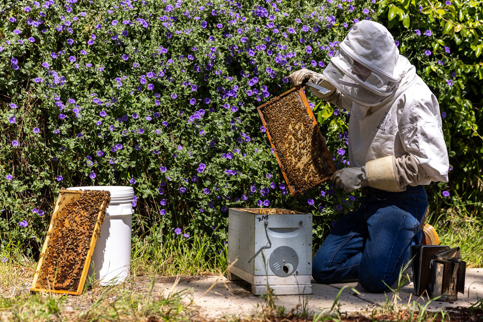 A photograph of a beekeeper holding a beehive tray that is covered with bees