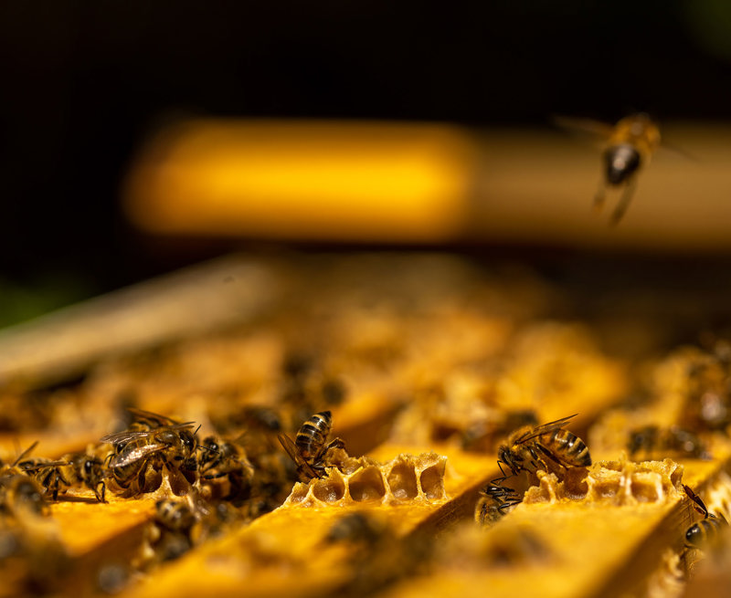 A photograph of honey bees working in a hive