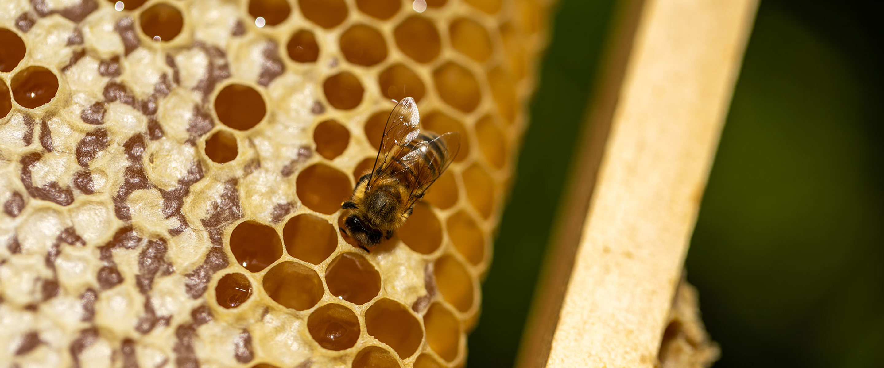 A photograph of a honey bee working in a hive with honey comb