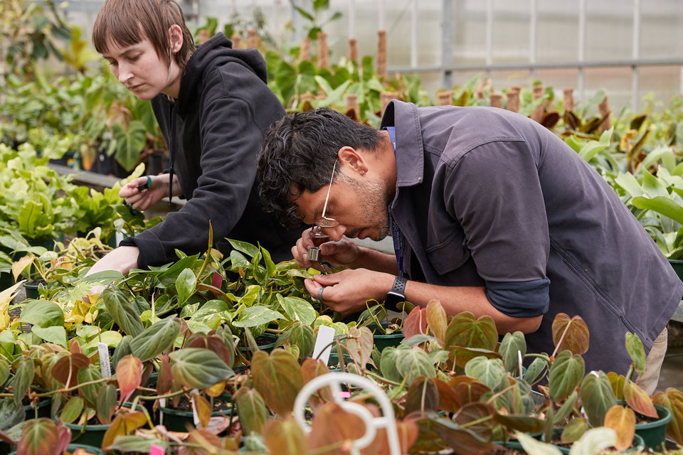 Horticulture student inspecting a potted plant with a magnifying device in a nursery greenhouse.