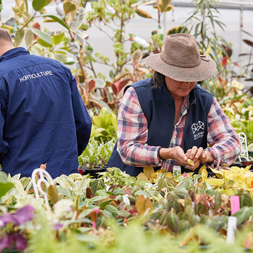 Two Melbourne Polytechnic staff members tending to plants in a greenhouse