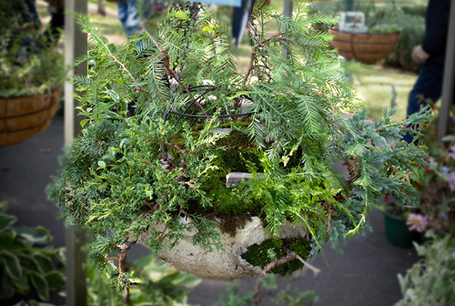 Seb Ryder's design,'Mountain Landscape': a lush hanging basket overflowing with vibrant plants and foliage.