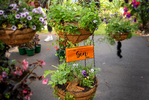 An image of 'The Gin Garden' by Belinda Gibson, featuring a captivating arrangement of plants in interconnected hanging baskets.