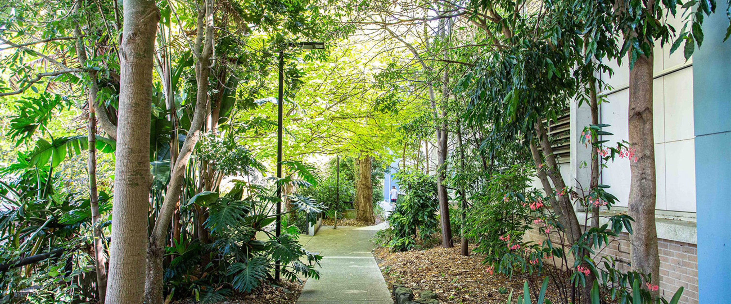Greensborough campus garden path
